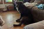 Un Chesapeake Bay Retriever assis sur un plancher 