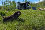 Un Chesapeake Bay Retriever allongé sur une surface herbacée et portant un collier autour du cou