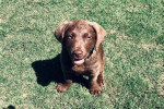 Un chiot Chesapeake Bay Retriever assis sur un terrain herbeux et portant un collier autour du cou