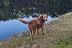 Un Chesapeake Bay Retriever sur un terrain herbeux et regardant vers la caméra 