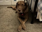 Un Chesapeake Bay Retriever allongé sur une moquette et portant un collier autour du cou