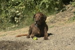 Un Chesapeake Bay Retriever allongé sur une surface rocailleuse et portant un collier autour du cou