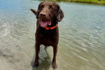 Un Chesapeake Bay Retriever dans l'eau portant un collier autour du cou et tirant la langue