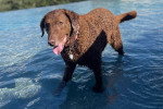 Un Chesapeake Bay Retriever tirant la langue et portant un collier autour du cou