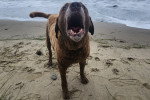 Un Chesapeake Bay Retriever sur une surface sableuse et ayant la gueule ouverte 