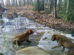 jessie and duke - Chesapeake Bay Retriever