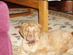 Chelsea - Chesapeake Bay Retriever Femelle