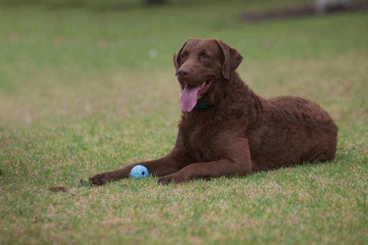 Photo Chesapeake Bay Retriever