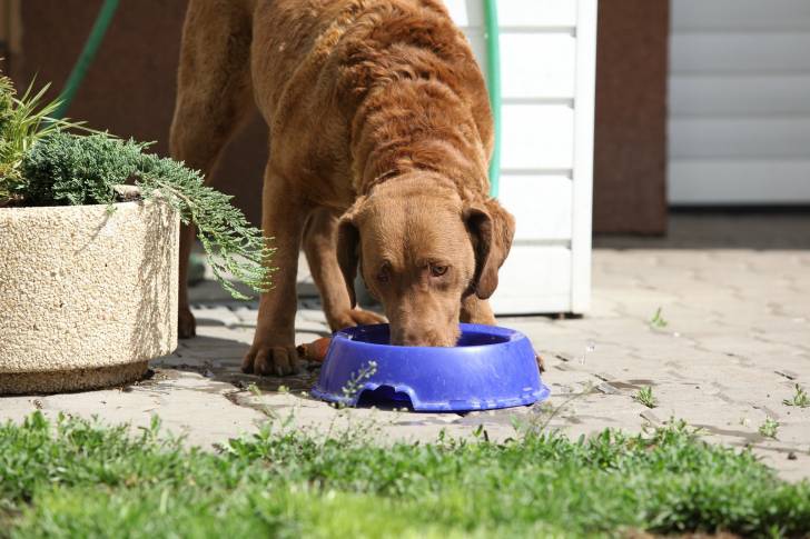 Photo Chesapeake Bay Retriever
