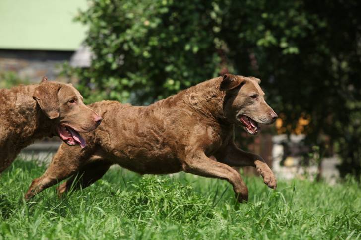 Photo Chesapeake Bay Retriever