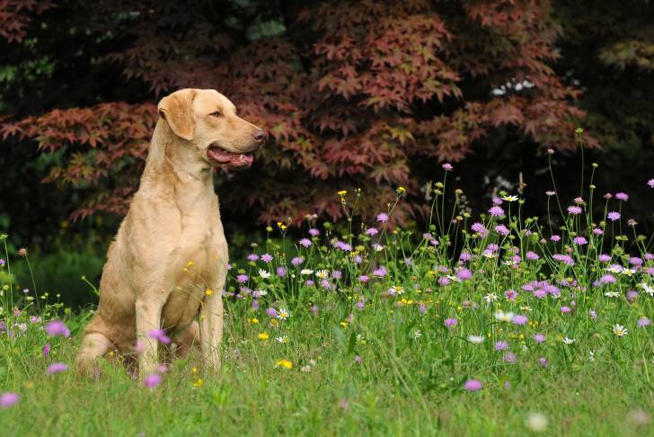 Photo Chesapeake Bay Retriever