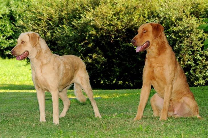 Photo Chesapeake Bay Retriever