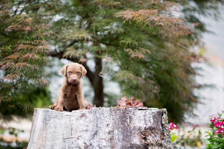 Photo Chesapeake Bay Retriever