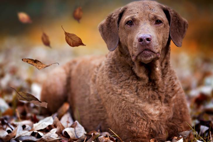 Photo Chesapeake Bay Retriever