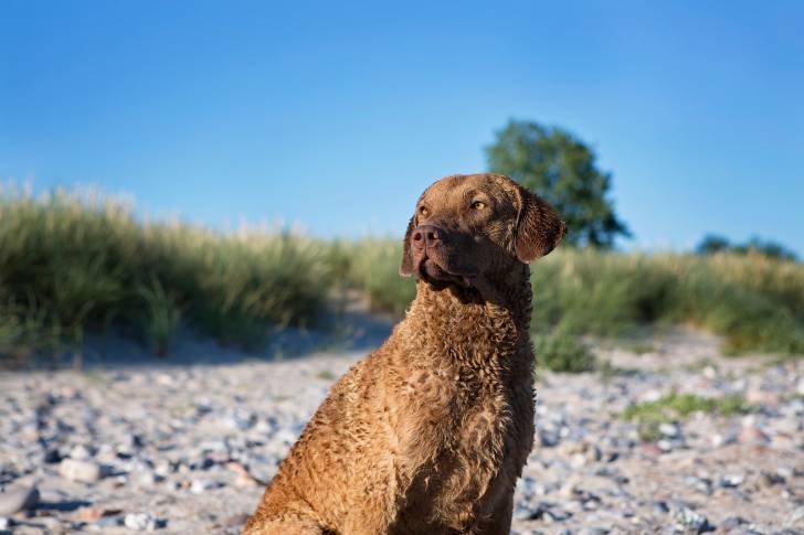 Photo Chesapeake Bay Retriever