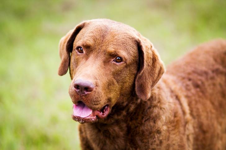 Photo Chesapeake Bay Retriever
