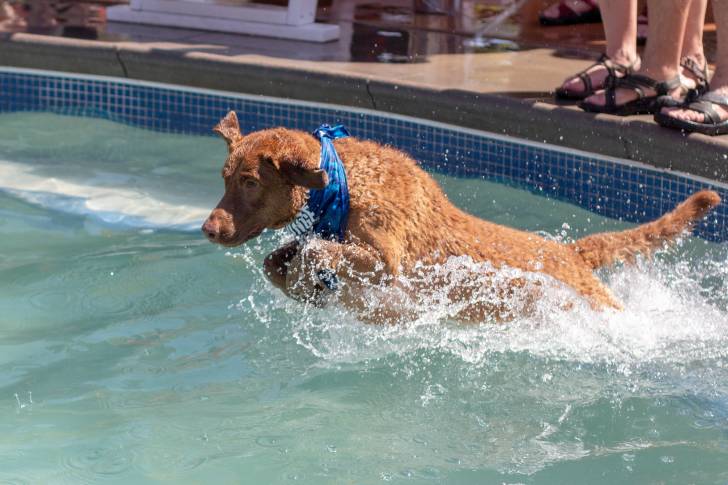 Un Chesapeake Bay Retriever plonge dans une piscine