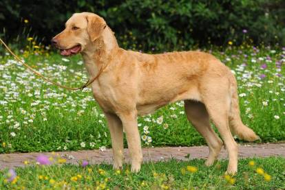Morphologie du Chesapeake Bay Retriever