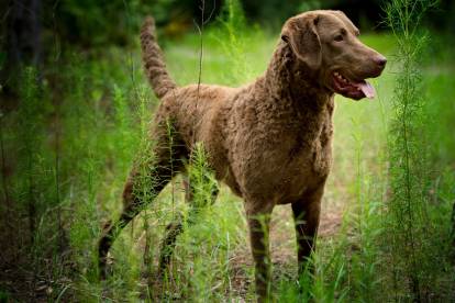 Un Chesapeake Bay Retriever peut-il vivre dans le jardin ?