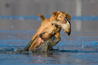 Un Chesapeake Bay Retriever évoluant dans une zone boueuse et rapportant un canard