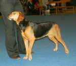 Photo Chien Courant de Schiller