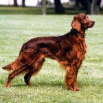 Taca - Setter Irlandais Mâle (5 ans)