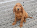 Cassie - Setter Irlandais (6 mois)