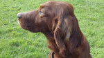 bianka - Setter Irlandais (8 ans)