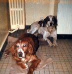 GAMAIN SETTER IRLANDAIS ET SAM - Setter Irlandais