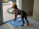 Setter irlandais - Setter Irlandais
