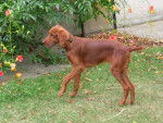 Setter irlandais - Baya - Setter Irlandais