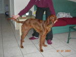 Biscotte Setter irlandais - 7 mois - Setter Irlandais (7 mois)