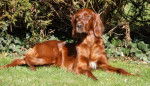 VOXANE Setter Irlandais - Setter Irlandais