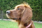 Vanille setter irlandais - Setter Irlandais