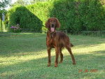 Biscotte, setter irlandais, 1 an - Setter Irlandais
