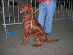 Big Boss - Setter irlandais - 1an - Setter Irlandais