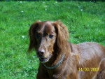 setter irlandais othello - Setter Irlandais