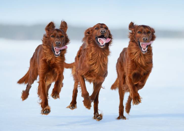 Trois Setters Irlandais rouge cerf courent dans la neige