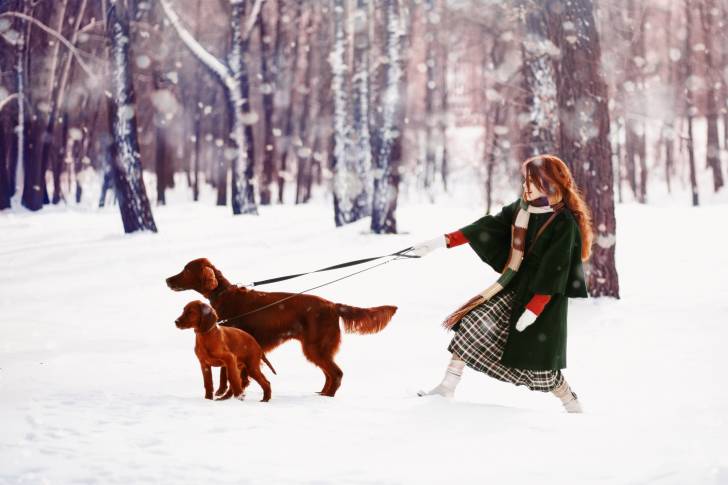 Une petite fille promène des Setter Irlandais sous la neige
