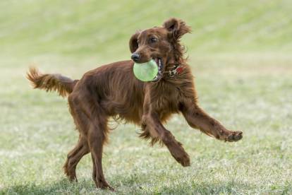 Un Setter Irlandais en train de jouer avec une balle verte