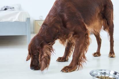 Un Setter Irlandais à côté d'une gamelle de croquettes