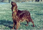 Chrissy - Setter Irlandais Femelle (7 ans)