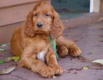 Setter Irlandais Rouge - Setter Irlandais