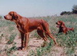 Setter Irlandais Rouge - Setter Irlandais
