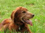 Setter irlandais - Pongo 10 ans - Setter Irlandais (10 ans)