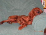 Biscotte, setter irlandais de 4mois - Setter Irlandais
