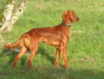 Biscotte, setter irlandaise de 9 mois - Setter Irlandais (9 mois)