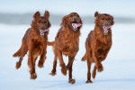 Trois Setters Irlandais rouge cerf courent dans la neige