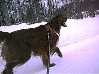 Ruska - Setter Irlandais Mâle