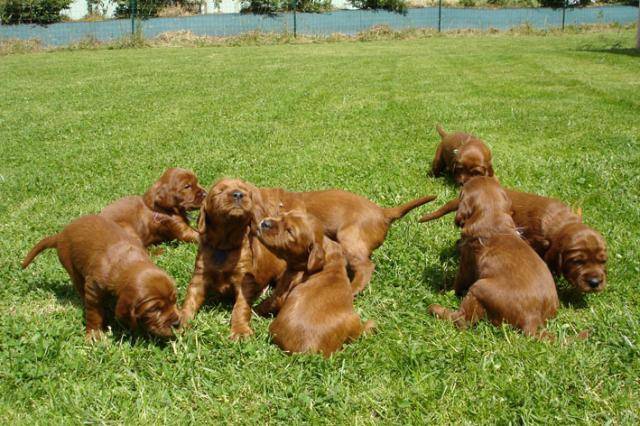 Setter Irlandais - Setter Irlandais